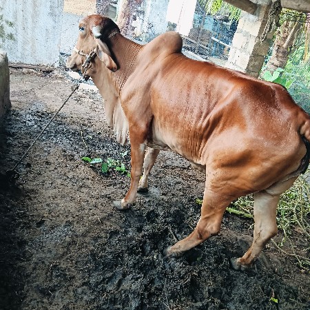ગીર હોળકી વેચવાની છે