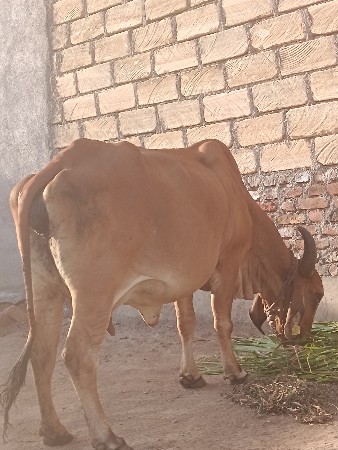 gay vechavani se