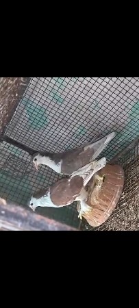સીરાજી જોડી વેચવાની છે✨🕊️💥