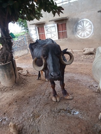 ભેંસ વેચવાની છે