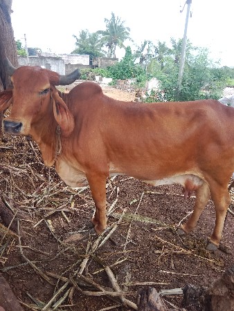 બીજું વેતર