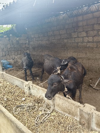 તન પાડી વેચવાની છે ત્રણ પાદિવસ વરસ