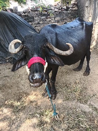 ભેંસ.વેચવાની