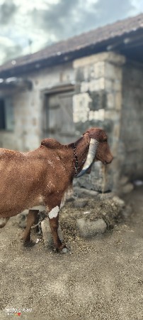 ગીર ગાય વેચવાની છે