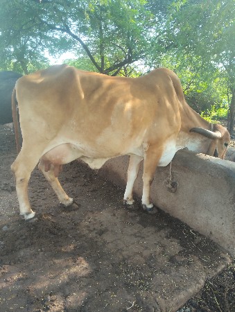 ગિરગાયવેશવાનીશે 3તીજુવેતરવેયાશે