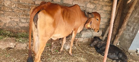 હોળકી વેચવાની છે