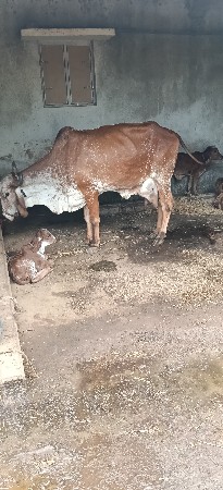 ગાય વેચવા ની છે