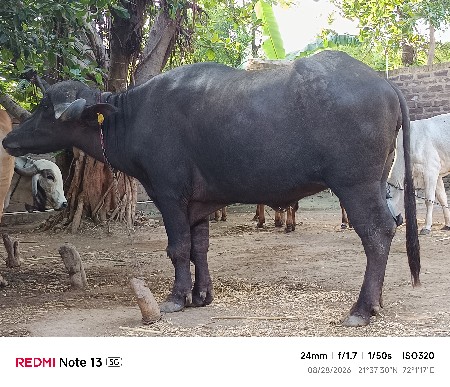 ખડેલી વેચવા ની છે