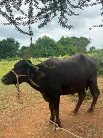 વેચવાની છે