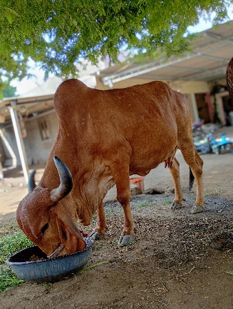 ગાય વેચવાની છે