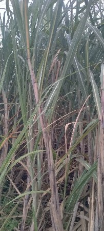 શેરડી