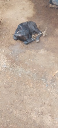 નાનું.પારૂ