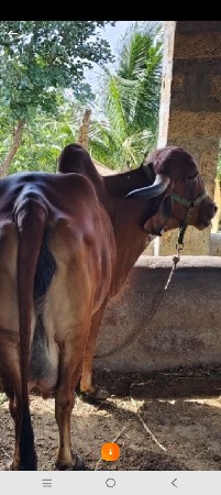 ગીર.ગાય.વેચવાની.છે
