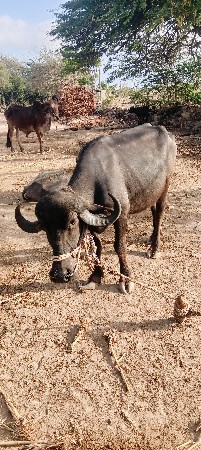 ખડેલી વહેંચવાની છે