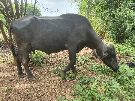વેચ