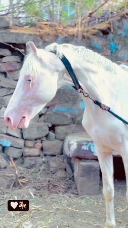 ઘોડો