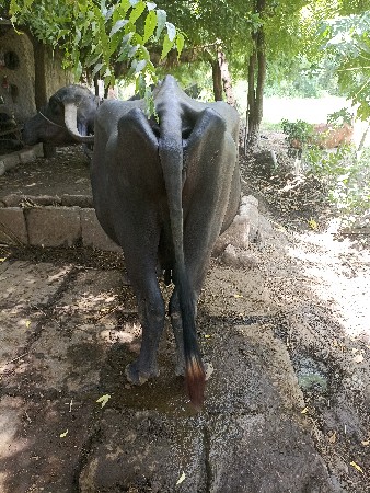 આ ભેંસ વેચવાની છે