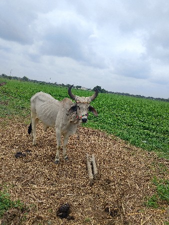 વેચવાનો છે