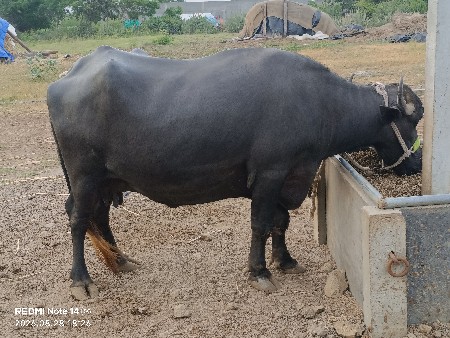 ભેંસ વેચવાની છે