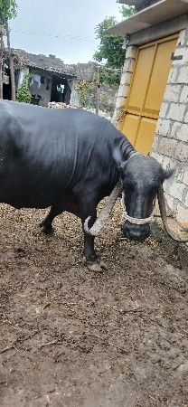 ભેંશ વેચવા ની છે