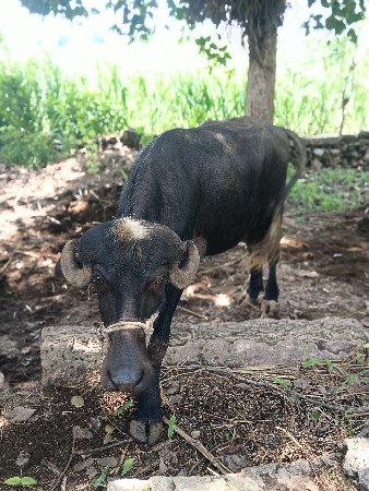 2 પાડી વેચવાની છે