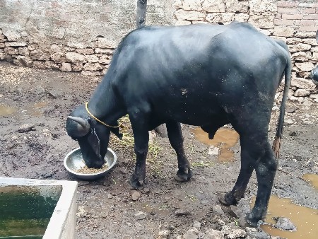 પાડો વેચવાનો છે