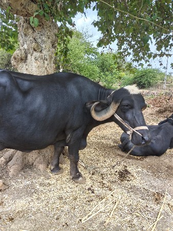 ભેંસ વેચવાની છે