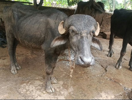બેસવાની છે એક ભેંસને તન ખડેલા