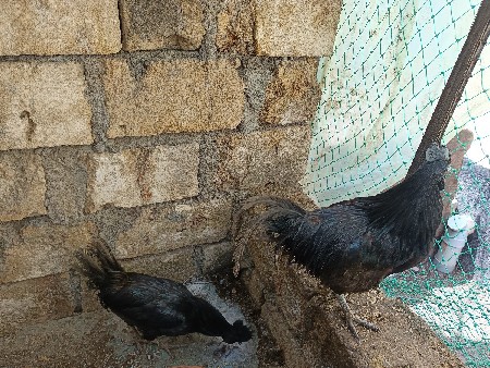 karaknath murga