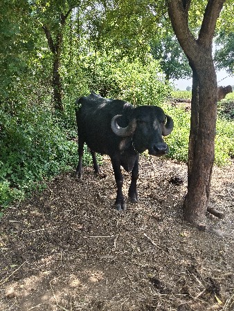 ભેંસ વેચવાની છે