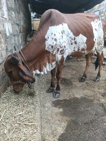 ગાય વેસવાનીછે