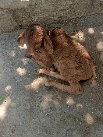ગાય મફત આપવાની છે.