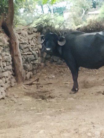 ભેંસો દેવાની છે સાટ