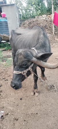 બે ભેસુ