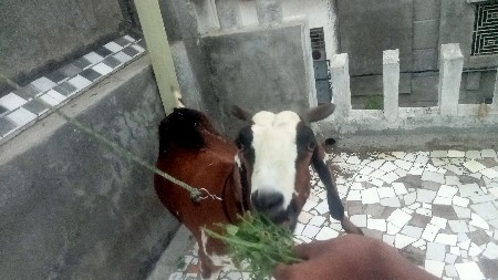 બકરી વેચવાની છે