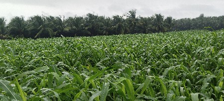 લીલી જુવાર વેચવાની છે