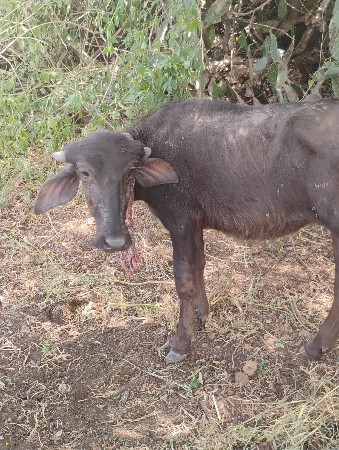 પાડી વેસવાની છે
