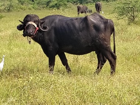 ભેંસ વેચવાની છે.