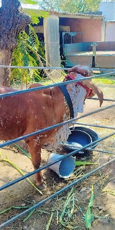 gir orajinal vasadi vesavani se
