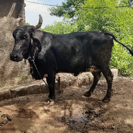 જસી