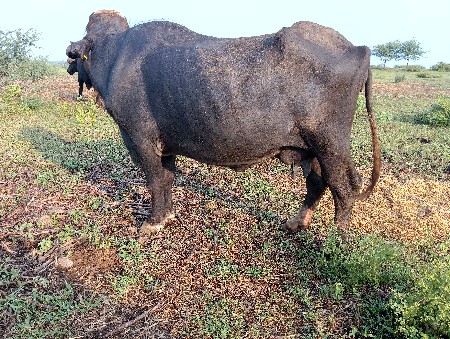 ભેંસ વેચવાની છે