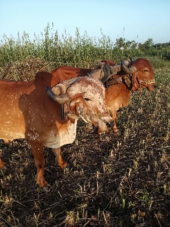 બડદ.વેસવાના.સે