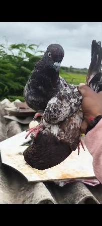 વેચવાના છે