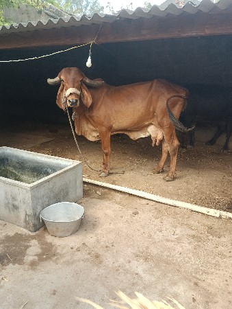 ગીર ગાય વેચવાની છે