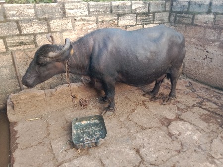 ભેંસ વેચવાની છે