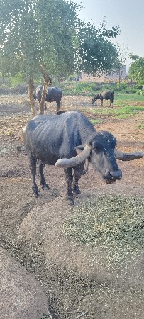 આ ભેસ વેચવાની છે