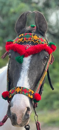 મુસિયો
