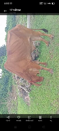 બળદ વેચવાનો છે.