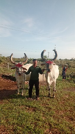 બળદ