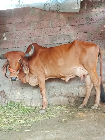 ભેંસ વેચવાની છે